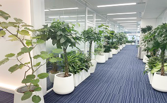 観葉植物